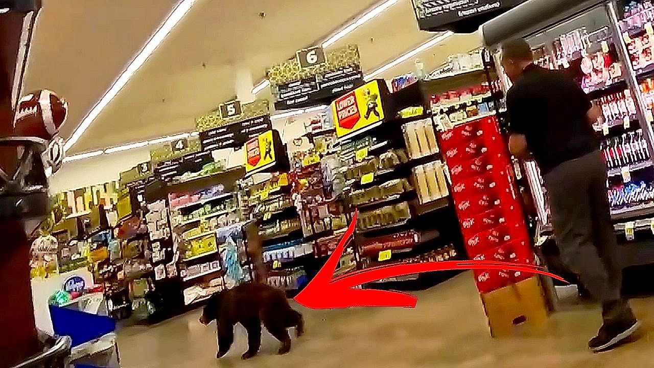 Bear cub dashes through grocery store in Arizona