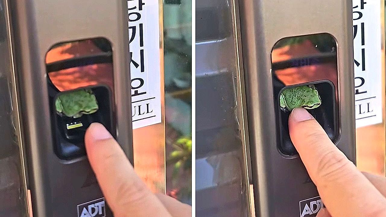 Video: Winziger Türsteher: Frosch blockiert Eingang zum Büro