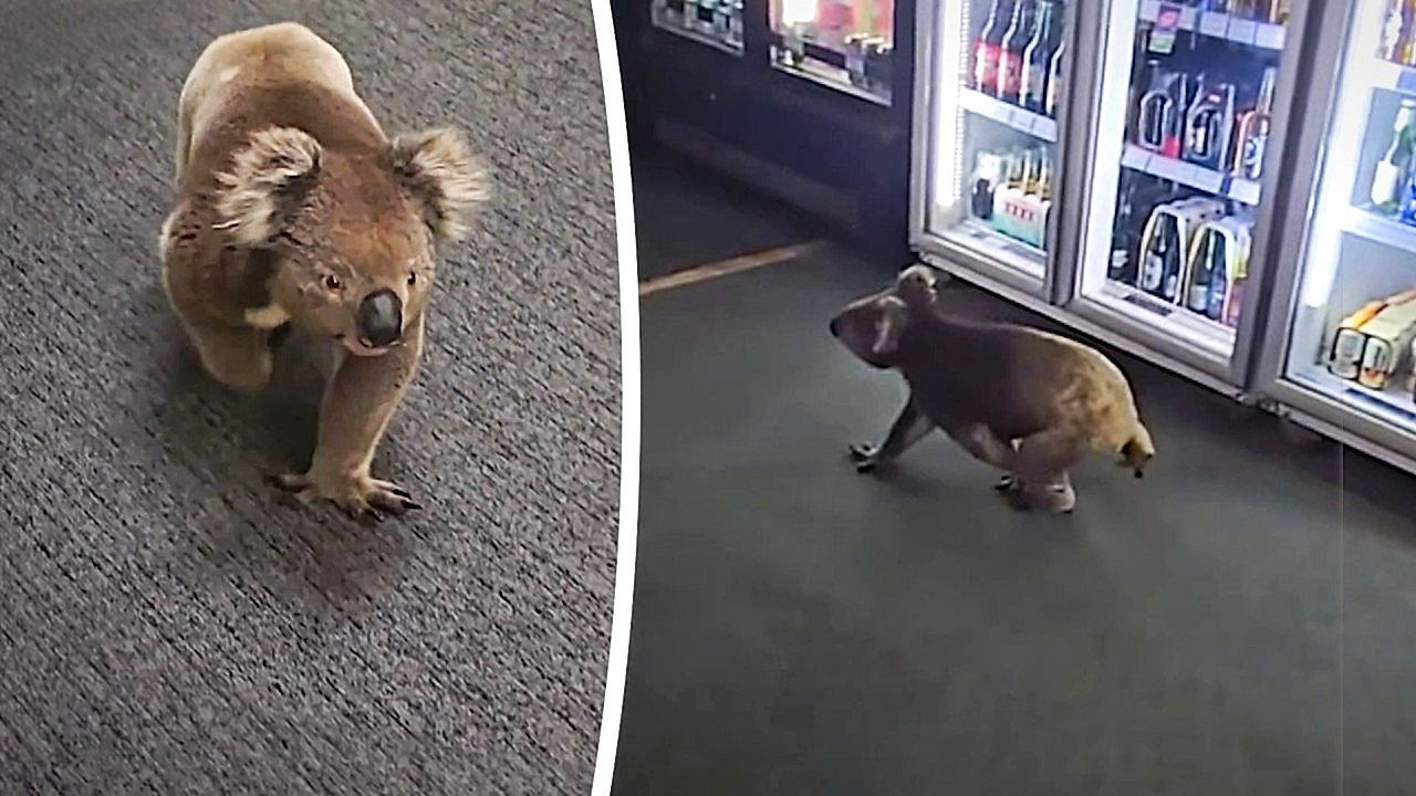 Tierischer Feinschmecker: Neugieriger Koala spaziert durch Weinabteilung