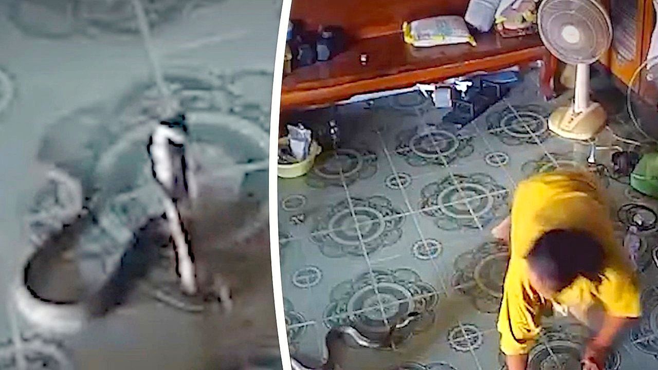 Hochgefährliche Begegnung: Frau entkommt Kobra im Wohnzimmer nur knapp
