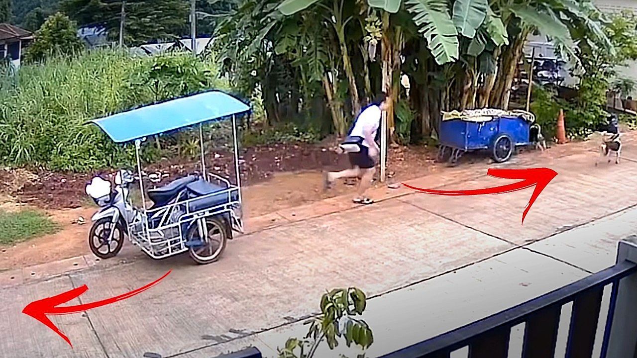 Motorist chases dogs as his food cart rolls away