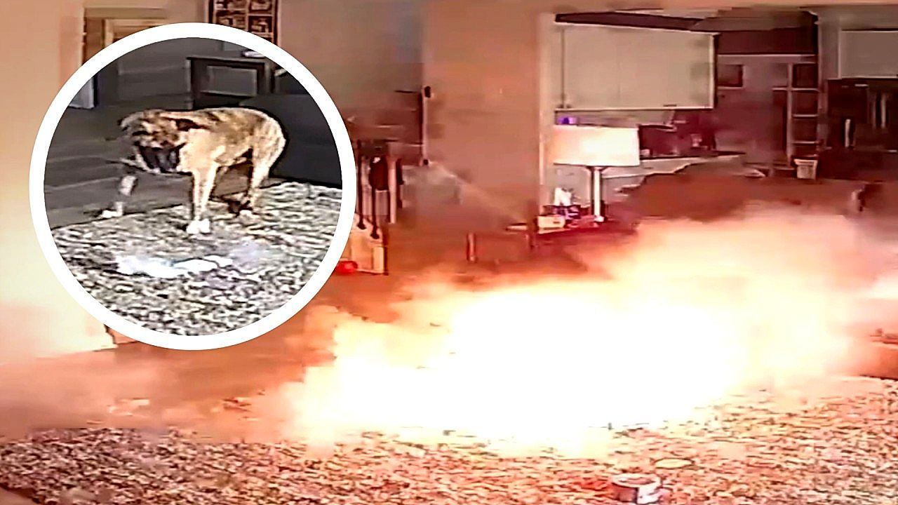Video: Feuriger Biss: Hund löst Brand mit Batterie aus
