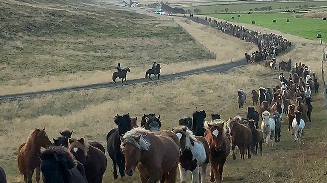 Hundreds of horses return from Iceland highlands