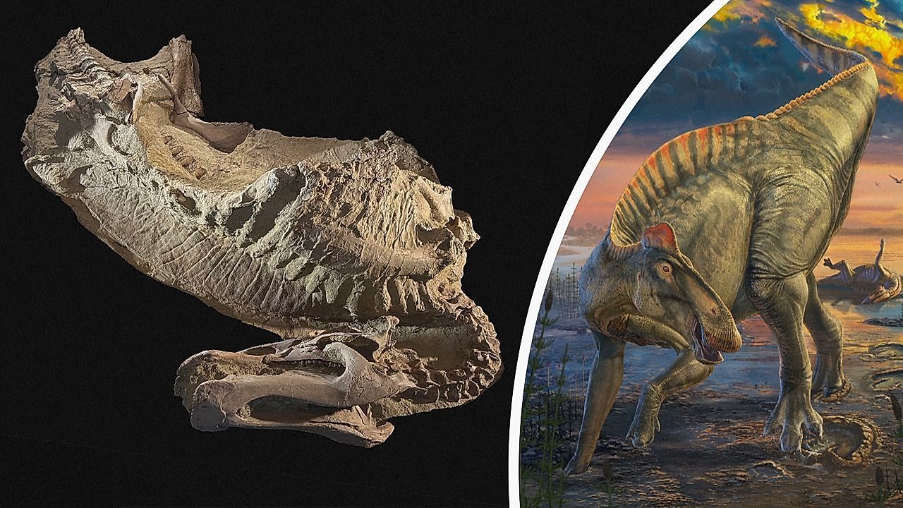 Dinosaurier-Mumien entdeckt: Urzeitriese hatte Schnabel und Hufe
