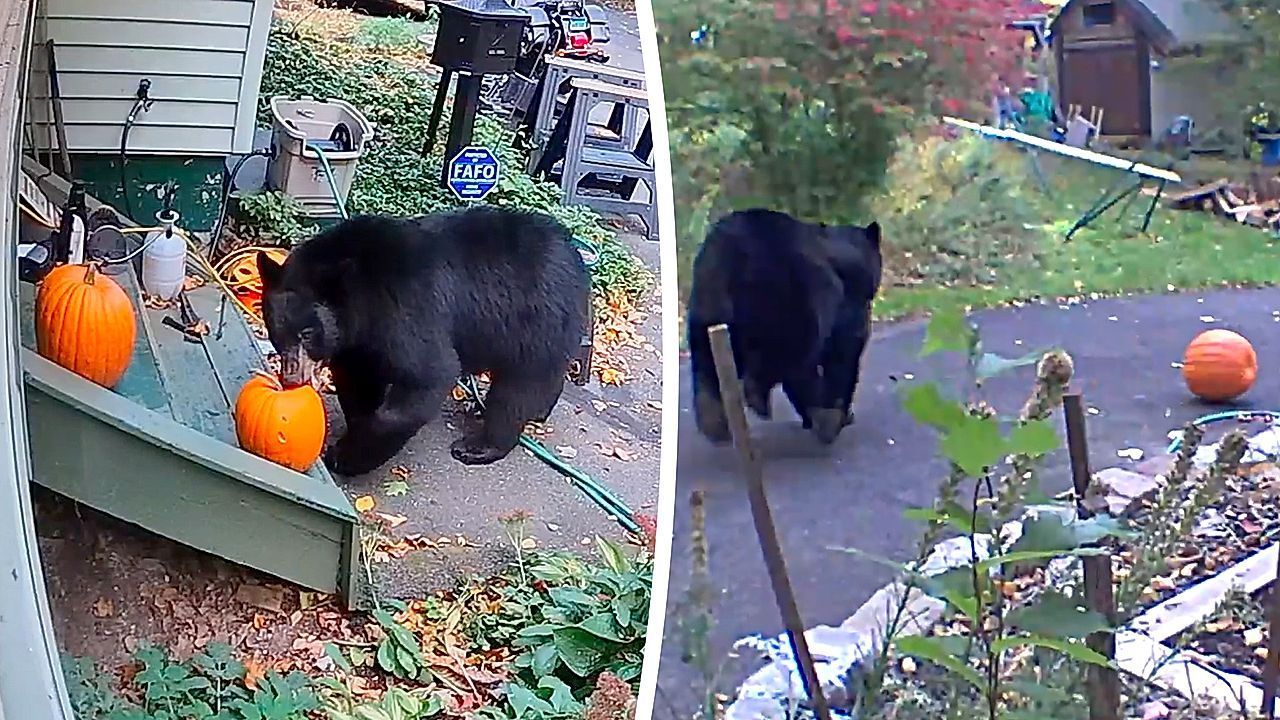 Video: Halloween-Raubzug: Tollpatschiger Bär scheitert beim Kürbis-Diebstahl
