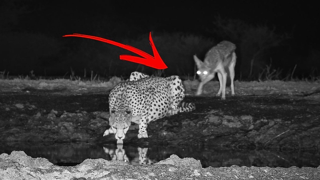 Video: Frechdachs – Schakal beißt Geparden ins Hinterteil