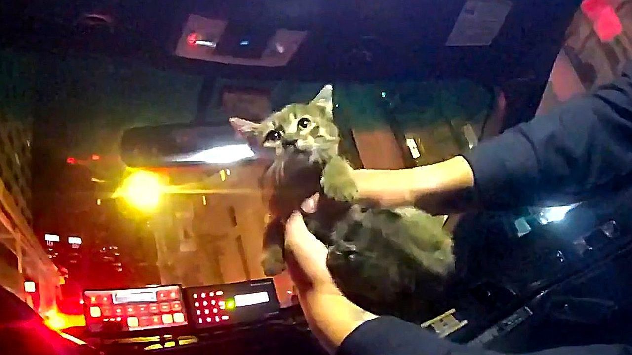 Nach Rettung unter Imbisswagen: New Yorker Polizist adoptiert Kätzchen