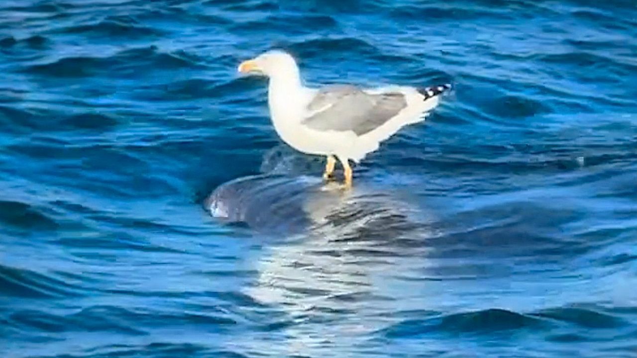 Surfin' bird! Lazy seagull hitches a ride on a whale shark