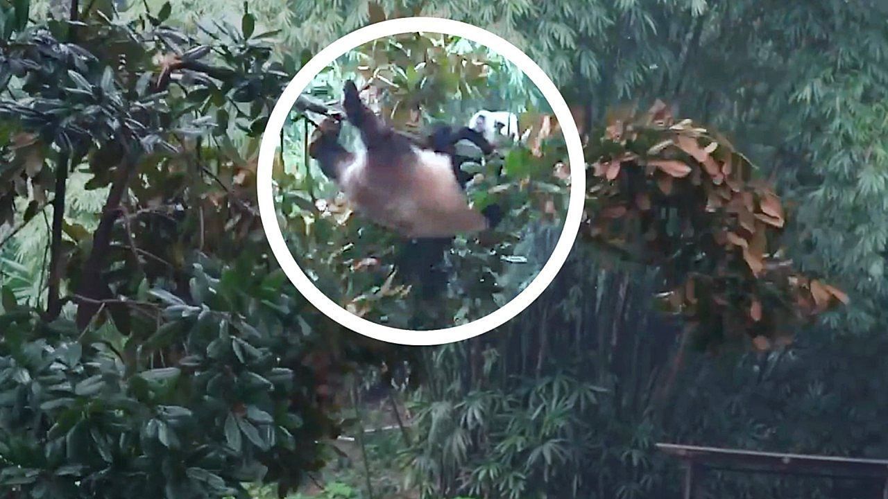 Airborne adventurer! Clumsy panda takes tumble from tree at Chinese zoo