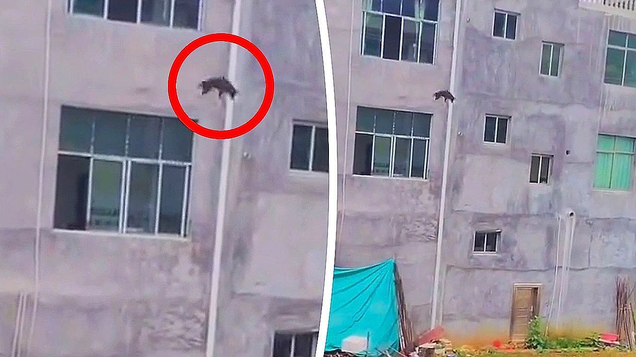 Fearless-dog-leaps-from-balcony-to-join-friends