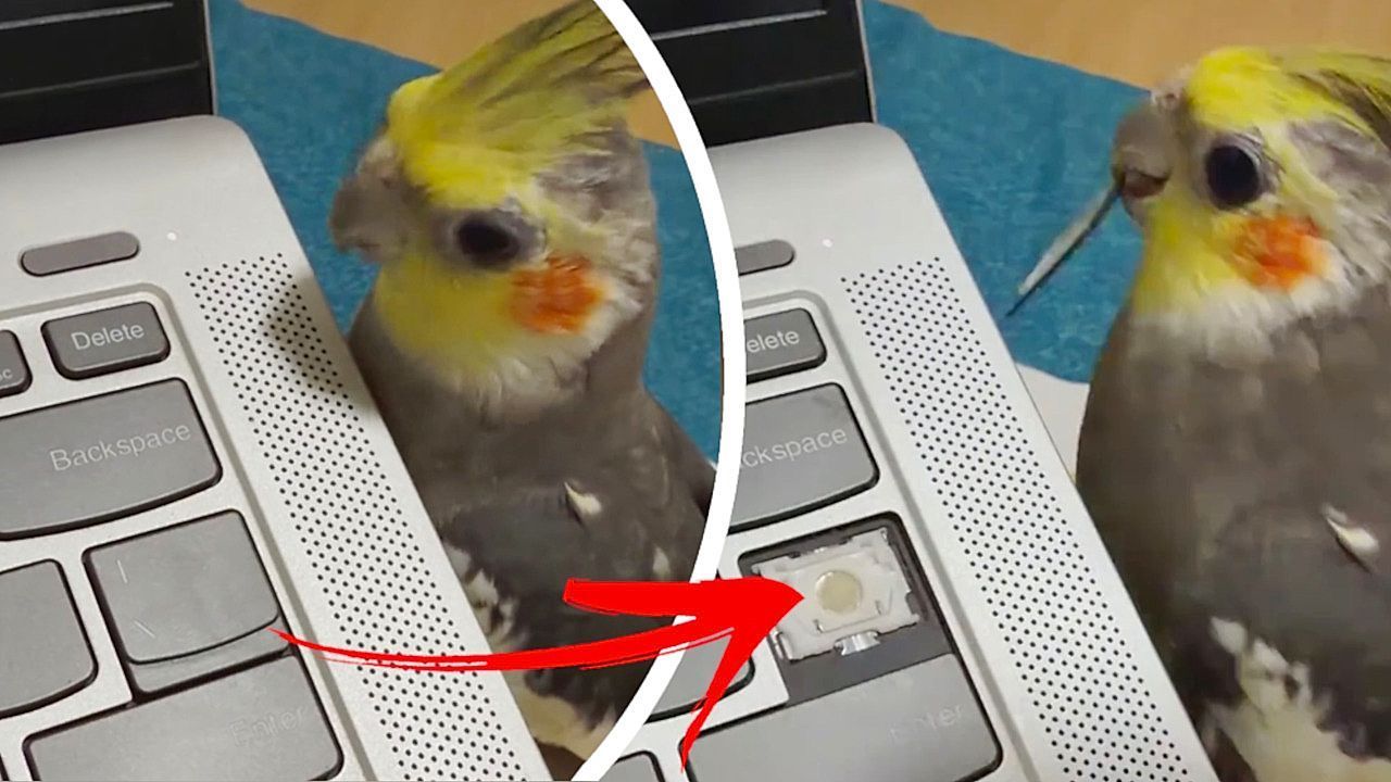 Tierischer-Techniker-Frecher-Nymphensittich-klaut-Laptop-Taste