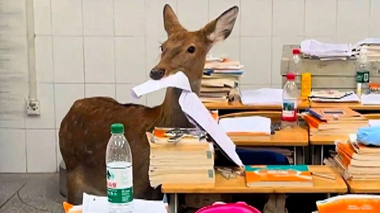 Video: Deer caught eating students' test papers inside a classroom