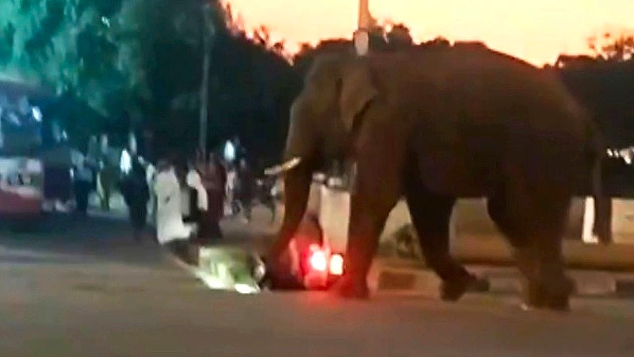 Video: Insekt war schuld: Gezähmter Elefant läuft in indischer Stadt Amok