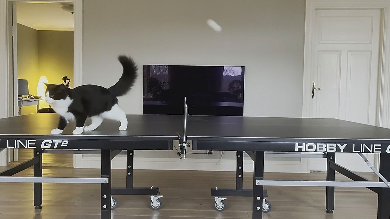 Video: Ping-Pong-Katze: Haustier mischt Tischtennis-Duell auf