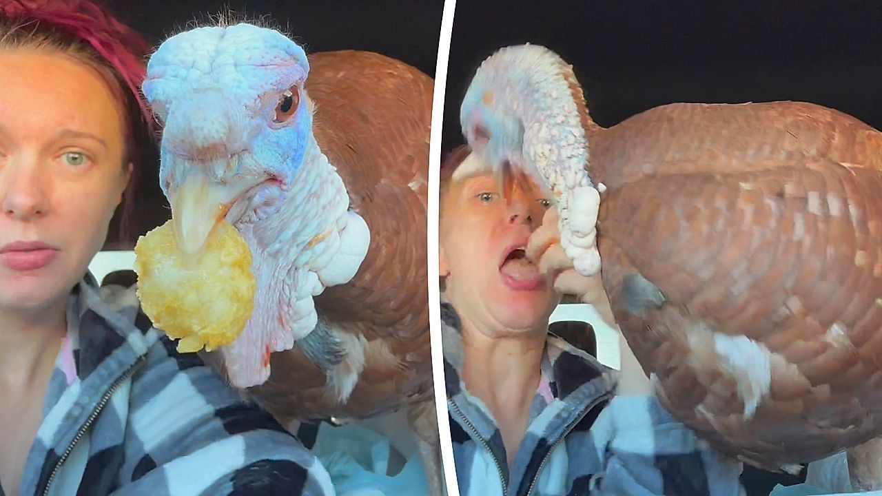 Pet-turkey-hilariously-refuses-to-share-breakfast-with-owner
