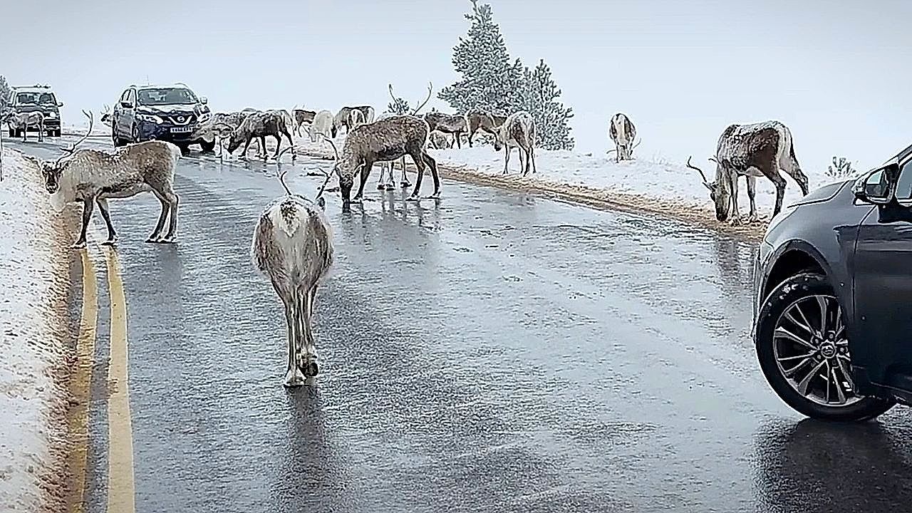 Video: Christmas is coming! Reindeers block traffic in Scotland