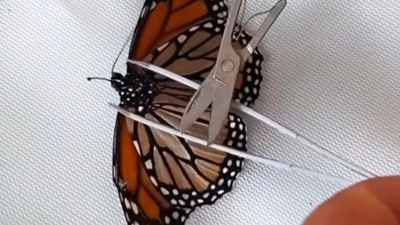 Broken-wing monarch butterfly takes flight again after delicate surgery