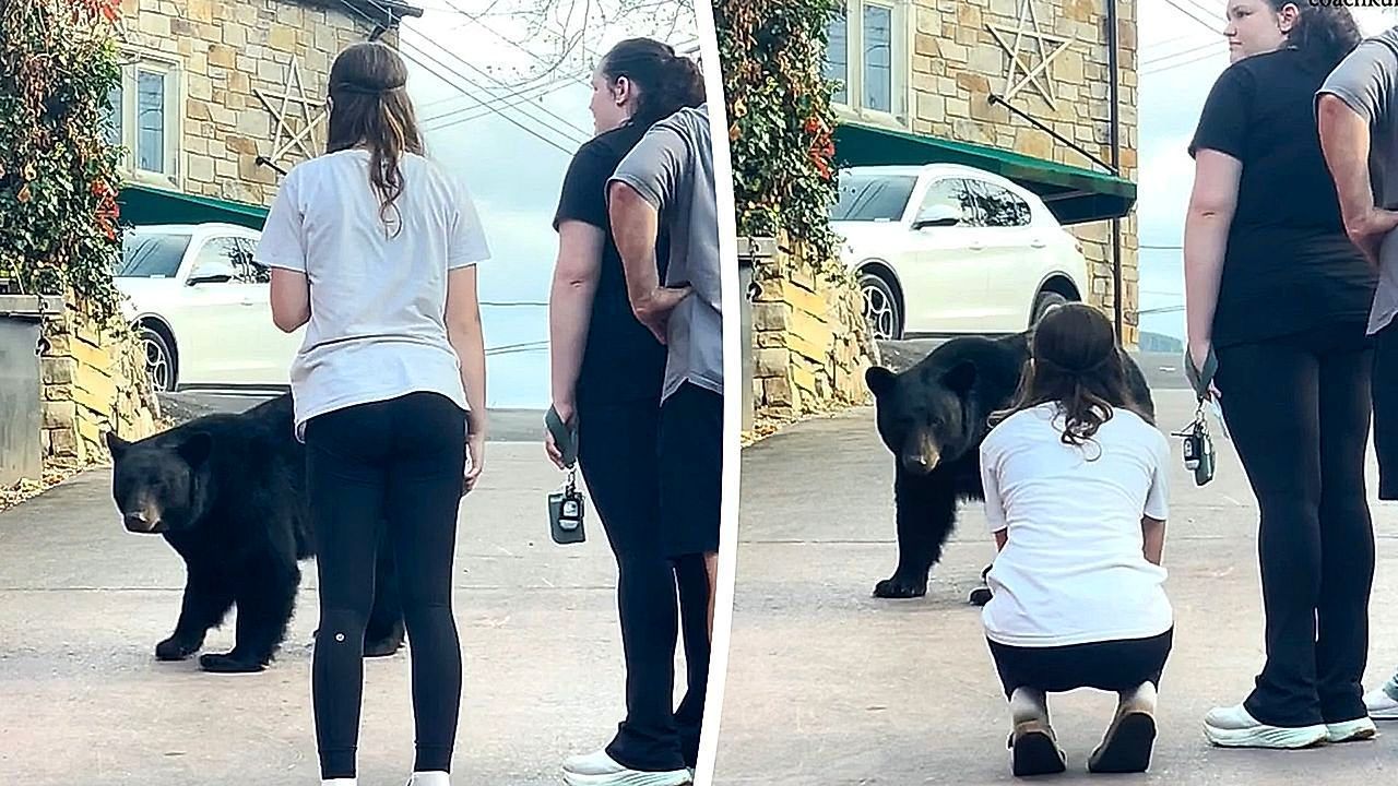 Total-daneben-Touristen-f-ttern-wilden-Schwarzb-ren