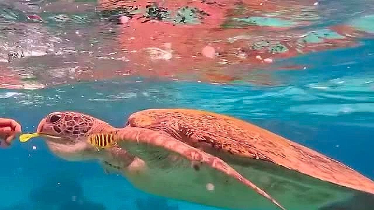 Unfassbar-kriminell-Tourist-f-ttert-Schildkr-te-mit-Gummiband-Polizei-ermittelt