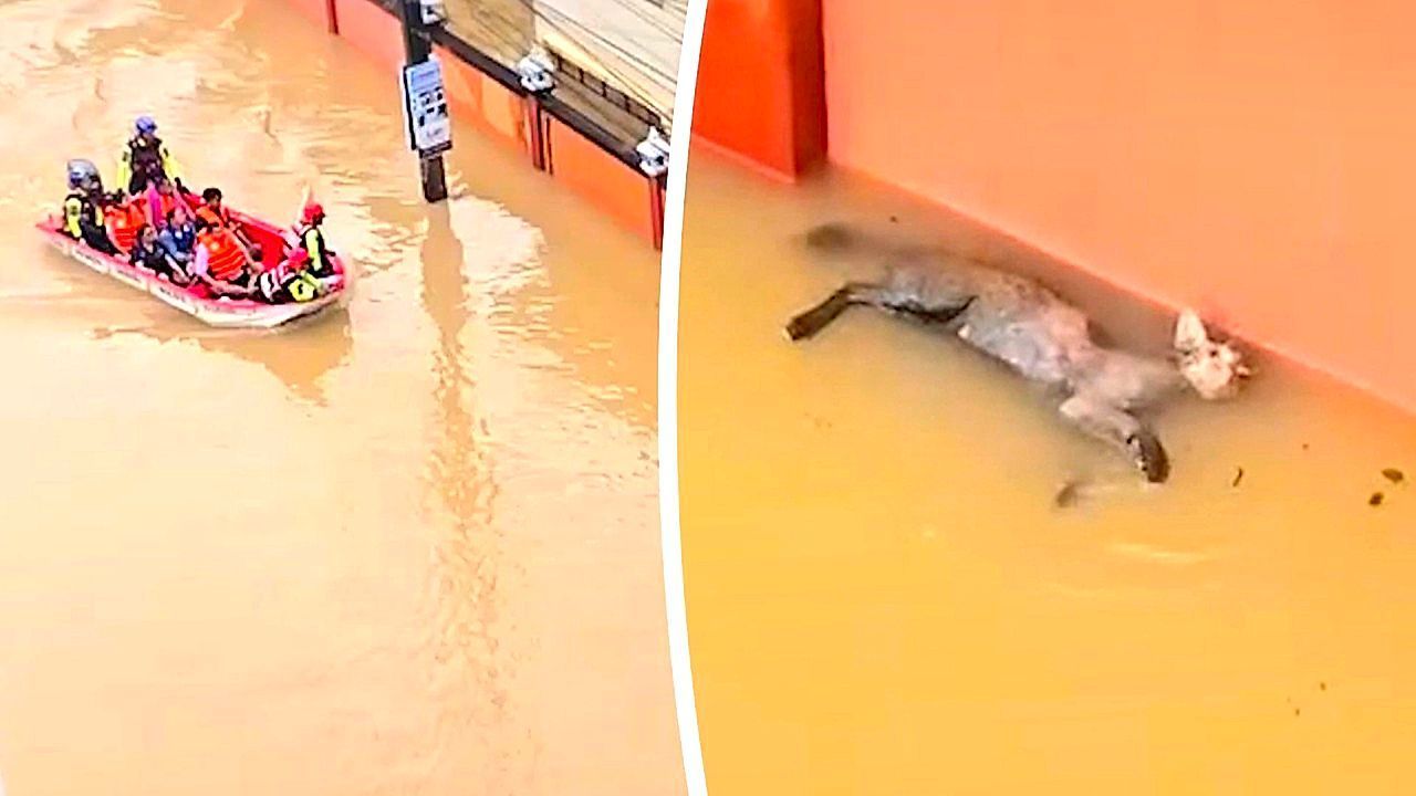 Vierbeiner-im-Hochwasser-Katze-k-mpft-bei-berschwemmungen-um-ihr-Leben