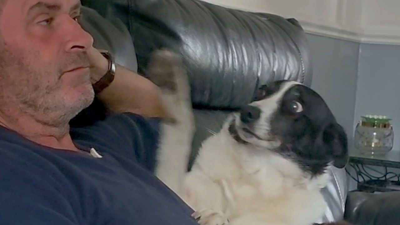 Kuschel-Alarm-Liebesbed-rftige-H-ndin-l-sst-Herrchen-keine-Ruhe