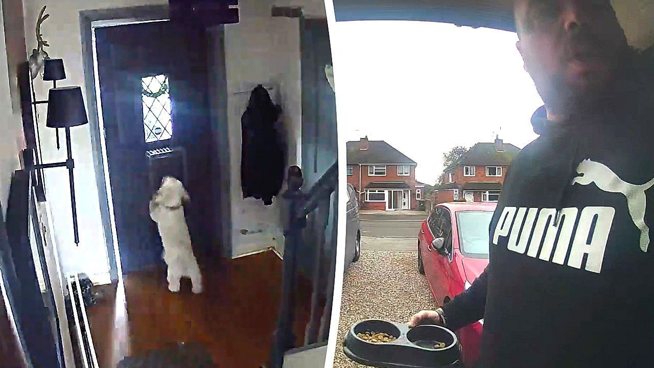 Video: Tierischer Rausschmeißer: Mann will seine Katze füttern – Hund schließt Herrchen aus