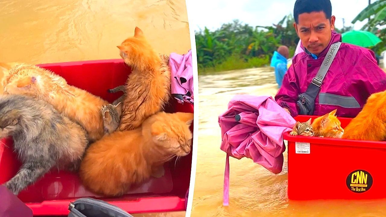 Flut-Held-Tierbesitzer-rettet-Katzen-in-Plastikwanne