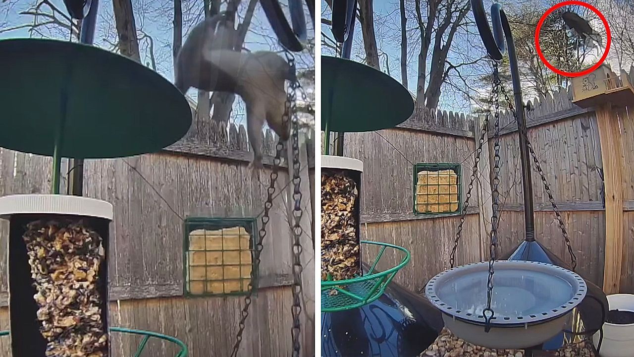 Video: Daredevil squirrel vs 'squirrel-proof' bird feeder in US