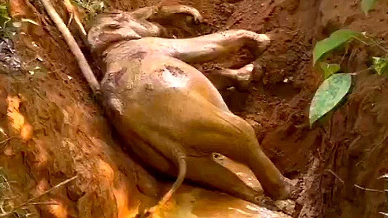 Bagger-Einsatz-Waldarbeiter-befreien-jungen-Elefanten-aus-Brunnen