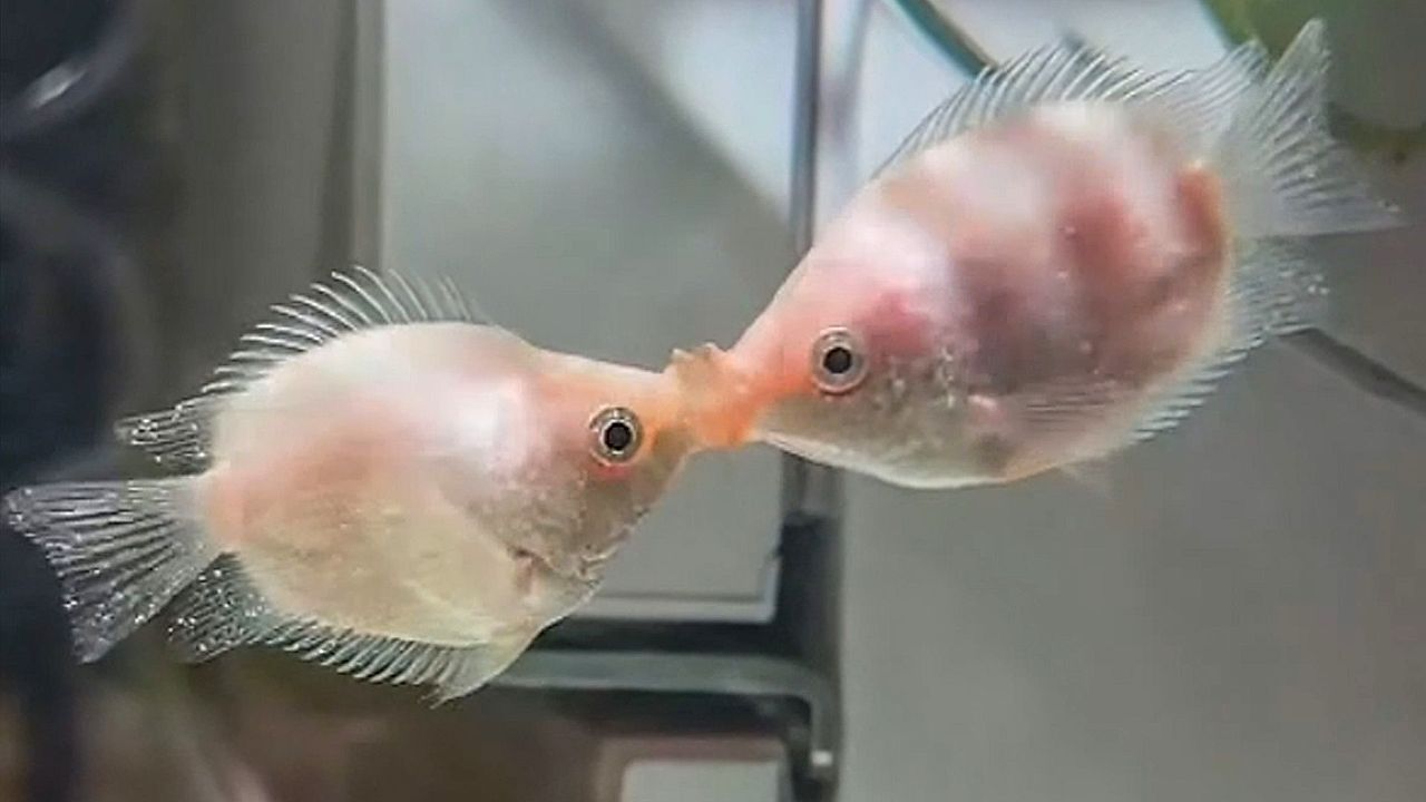 Video: Heftig am Knutschen: Aquarienfische legen „romantisches“ Ritual hin