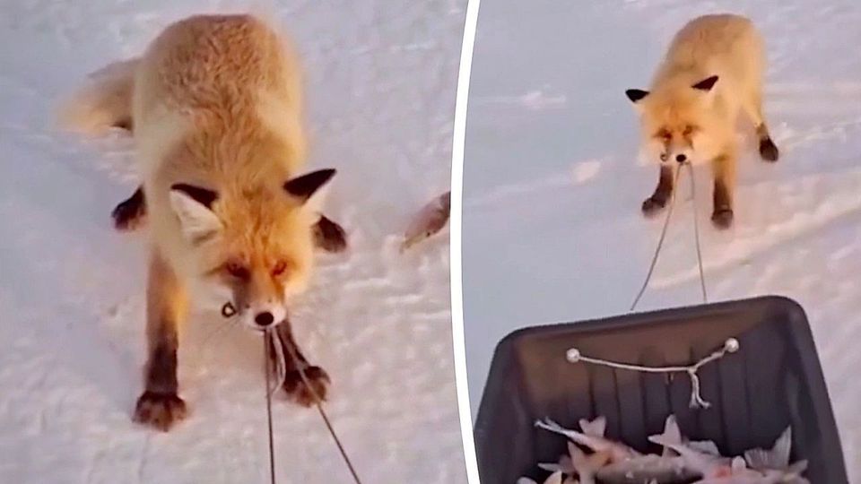 Dreister Diebstahl: Fuchs will Schlitten voller Fische klauen
