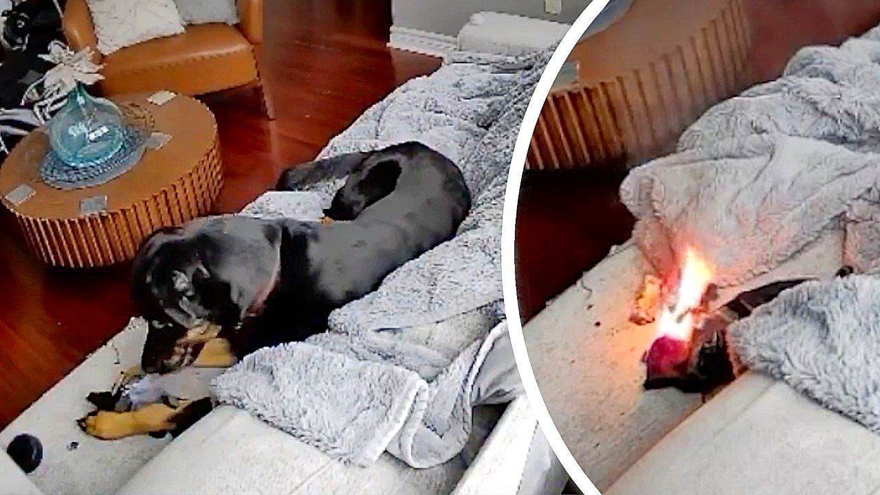 Beinahe-Katastrophe-Hund-spielt-mit-beheizbarem-Handschuh-dann-wird-es-brenzlig