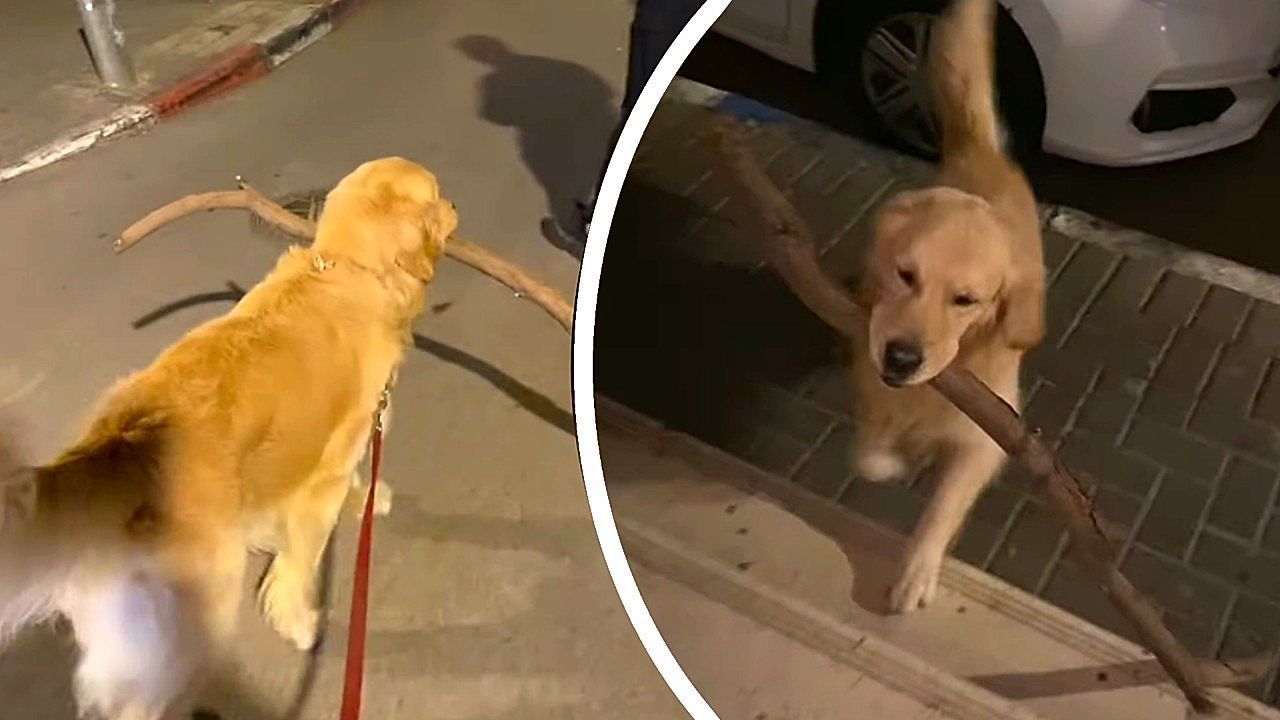Video: Golden retriever's oversized stick turns walk into comedy