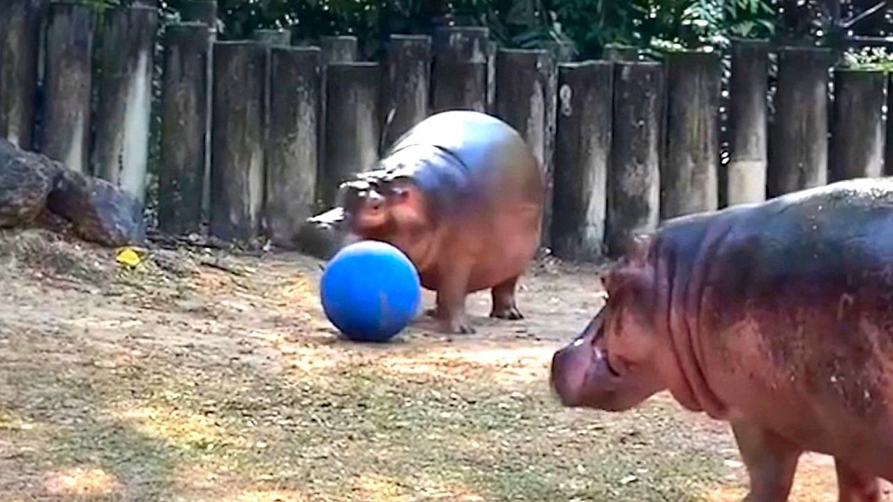 Video: Kicken im Zoo: Thailands ältestes Nilpferd spielt Fußball