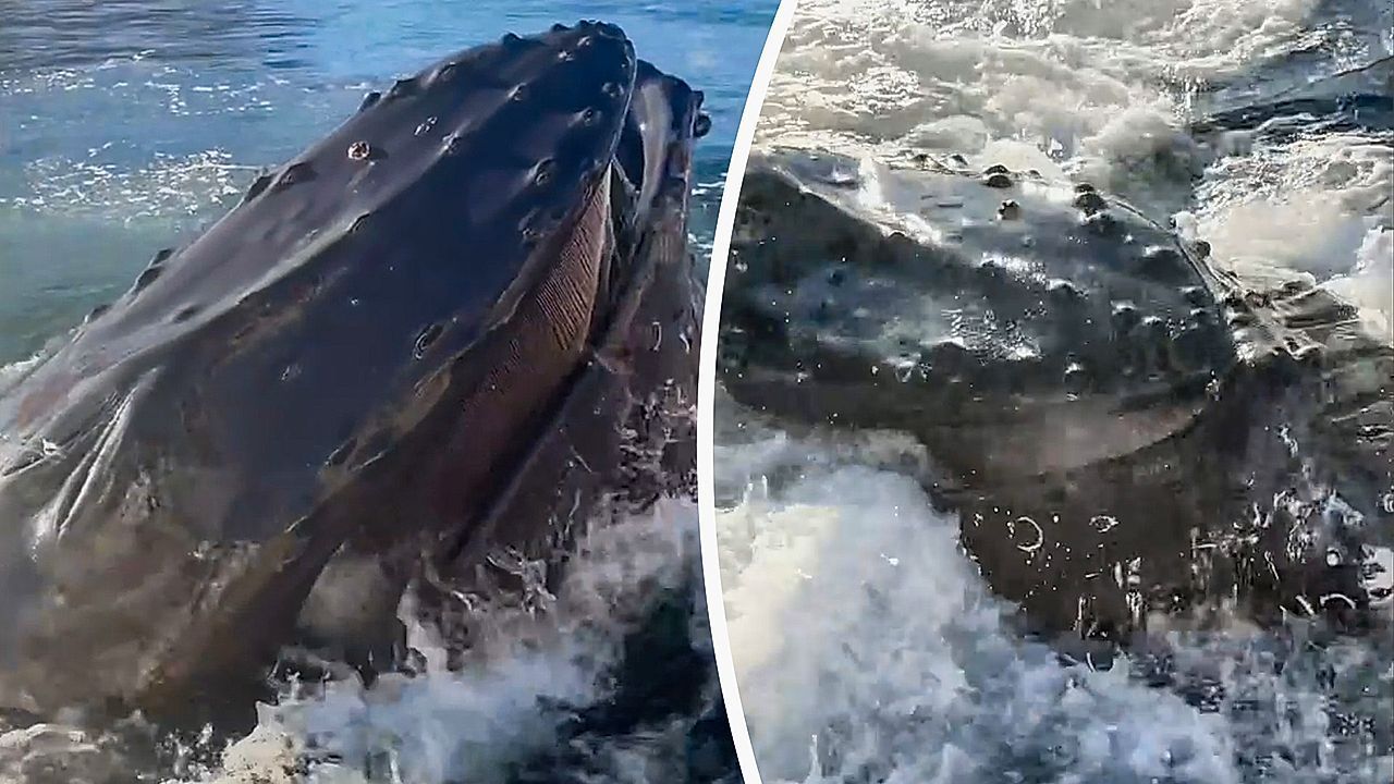 Video: Zum Greifen nahe: Buckelwal schluckt Beute direkt vor Besucher