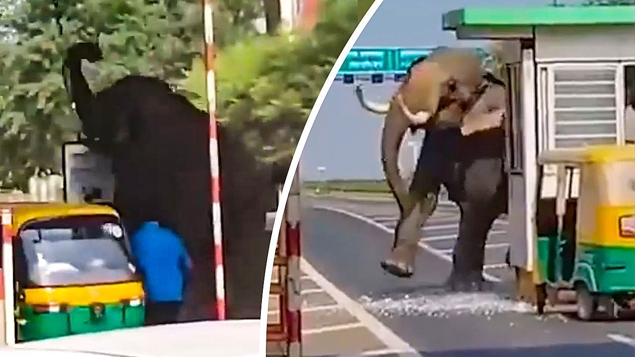 Video: Chaos auf der Autobahn: Elefant zerlegt Mautstelle