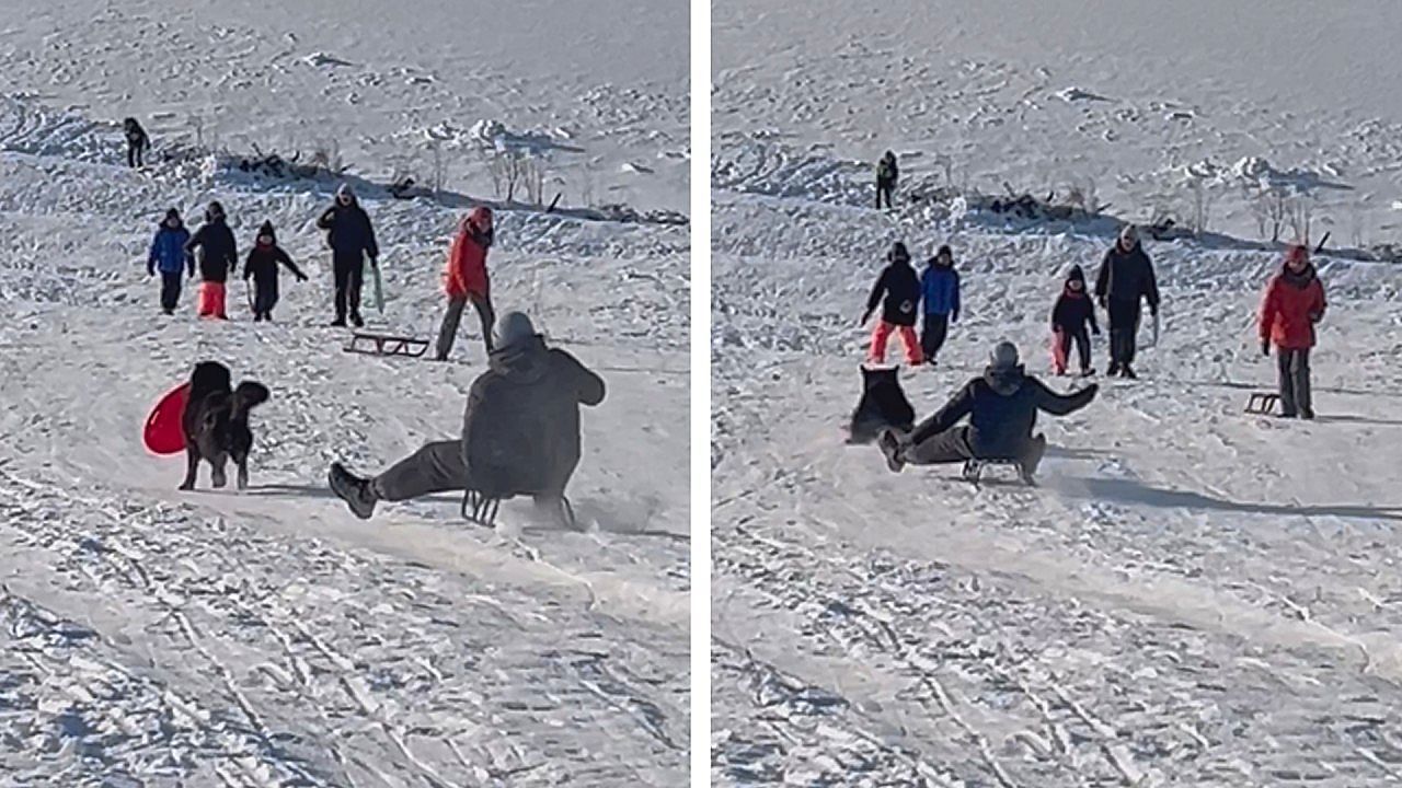 Video: Aus dem Weg gerodelt: Hund überrascht mit Wintersportambitionen