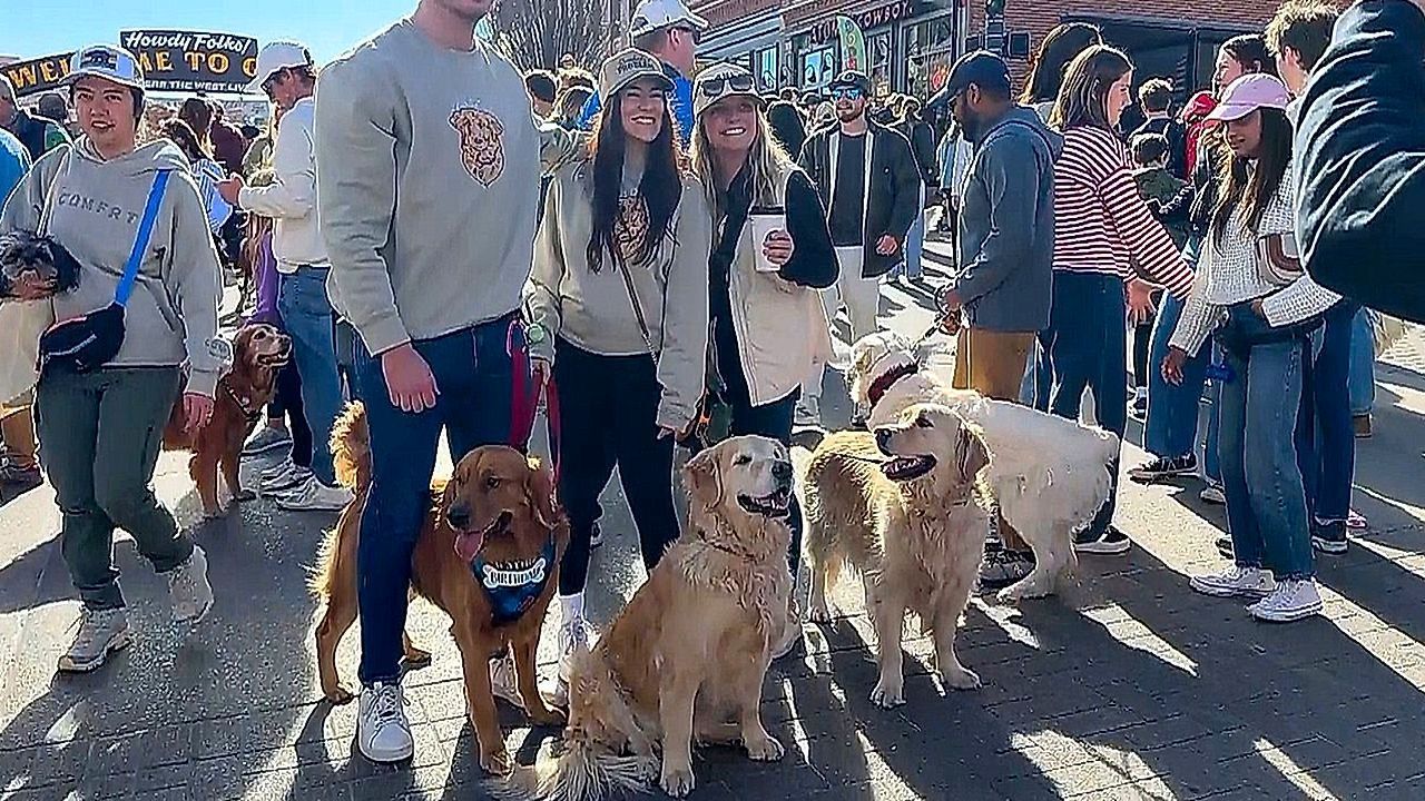 Video: „Goldens in Golden“: Tausende Golden Retriever erobern Stadt in Colorado