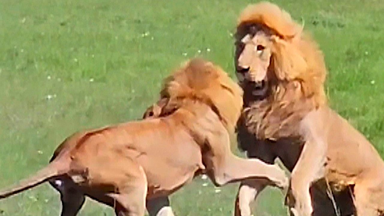 Neffe-geht-auf-Onkel-los-L-wen-liefern-sich-heftiges-Duell