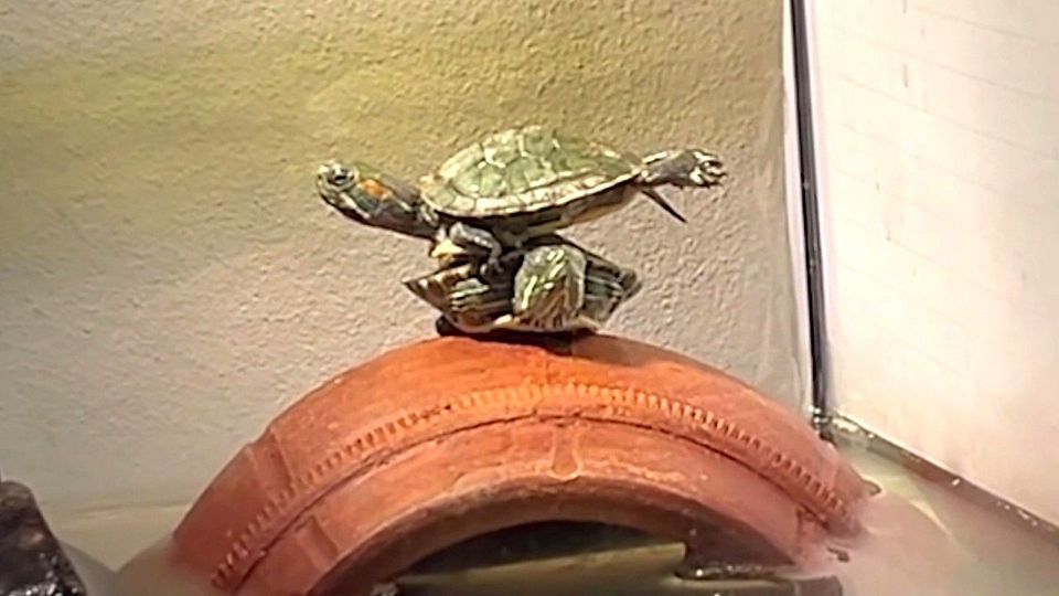 Perfekte Balance: Schildkröte übt Yoga auf Artgenossen