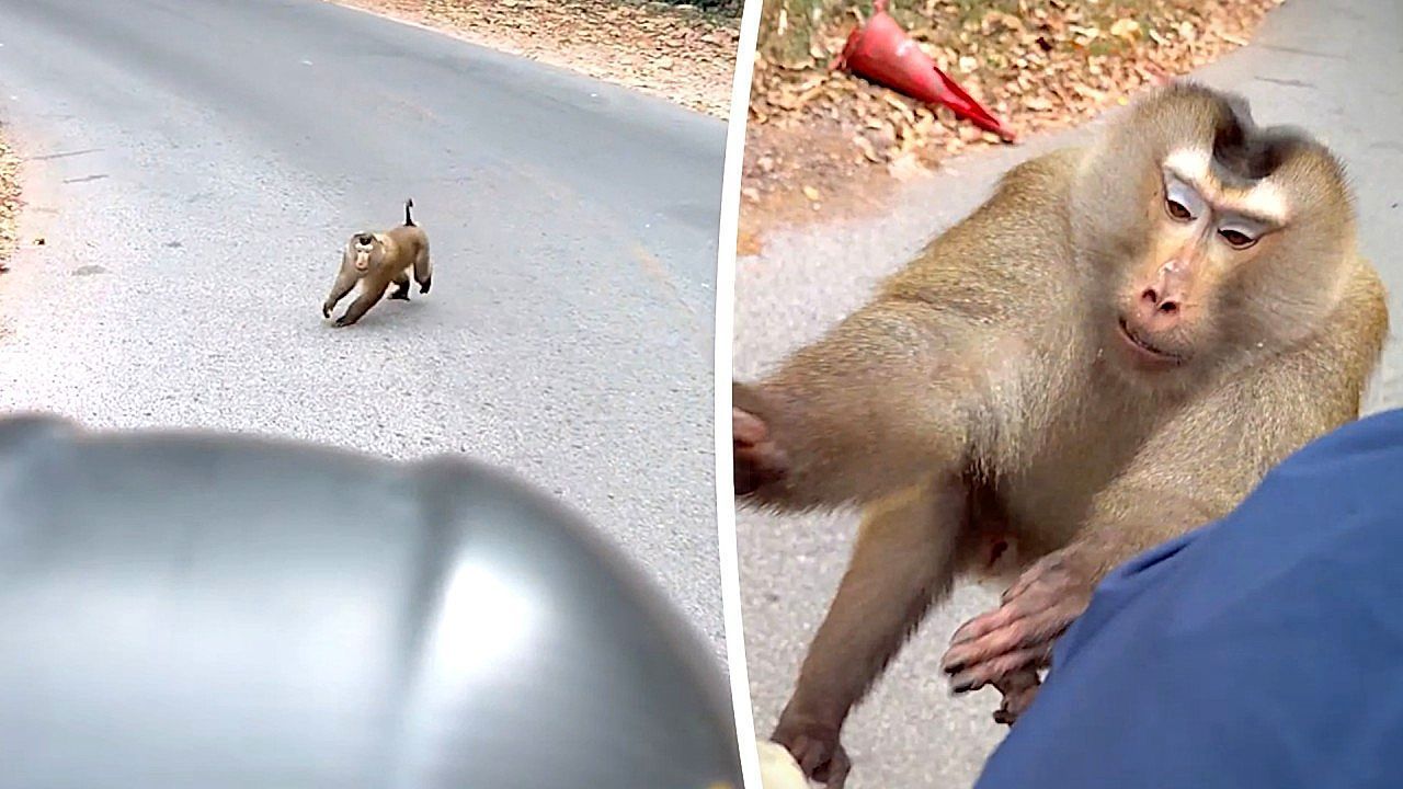 Video: Terrifying moment monkey attacks motorcycle rider in Thailand