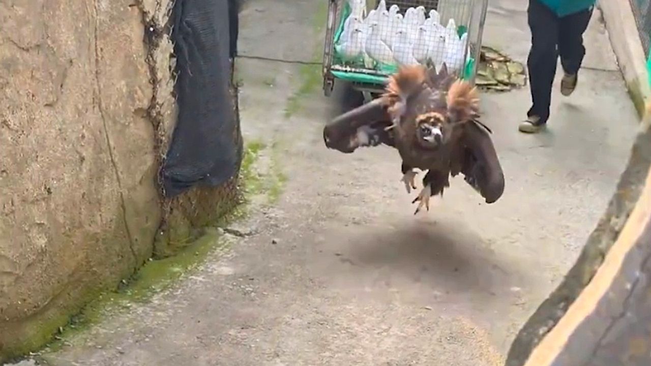 Video: Einfach gut gelaunt: Geier „Xiaotu“ hüpft fröhlich durch den Zoo