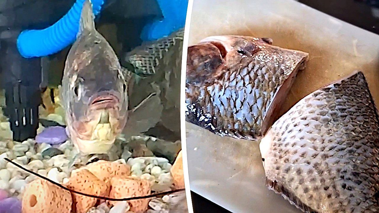 Video: Fish pet freezes as owner prepares Tilapia for lunch
