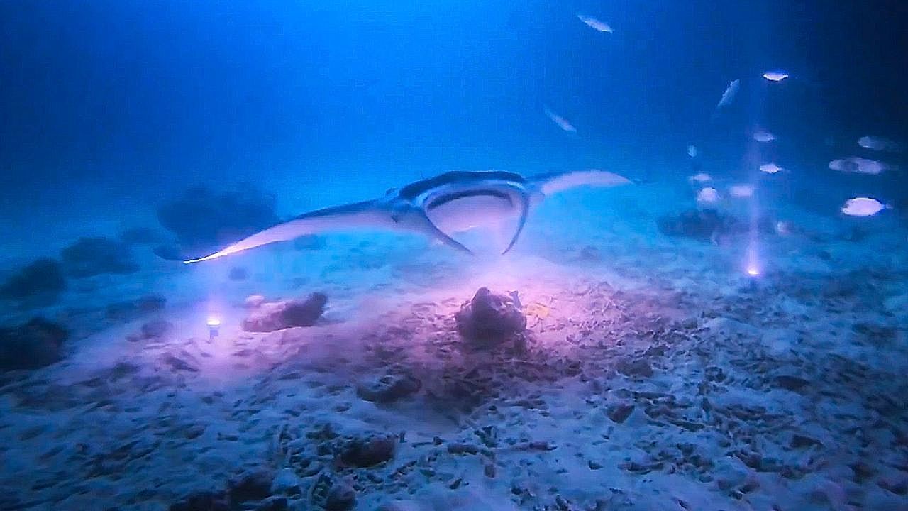 Video: Magisch: Mantarochen gleitet bei Nachttauchgang in Taschenlampen-Kreis