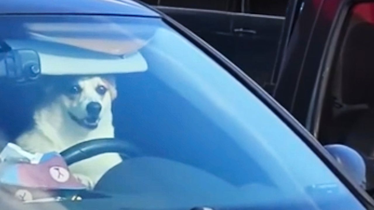 Video: Hunde-Hupe: Ungeduldiger Corgi macht seiner Besitzerin Beine