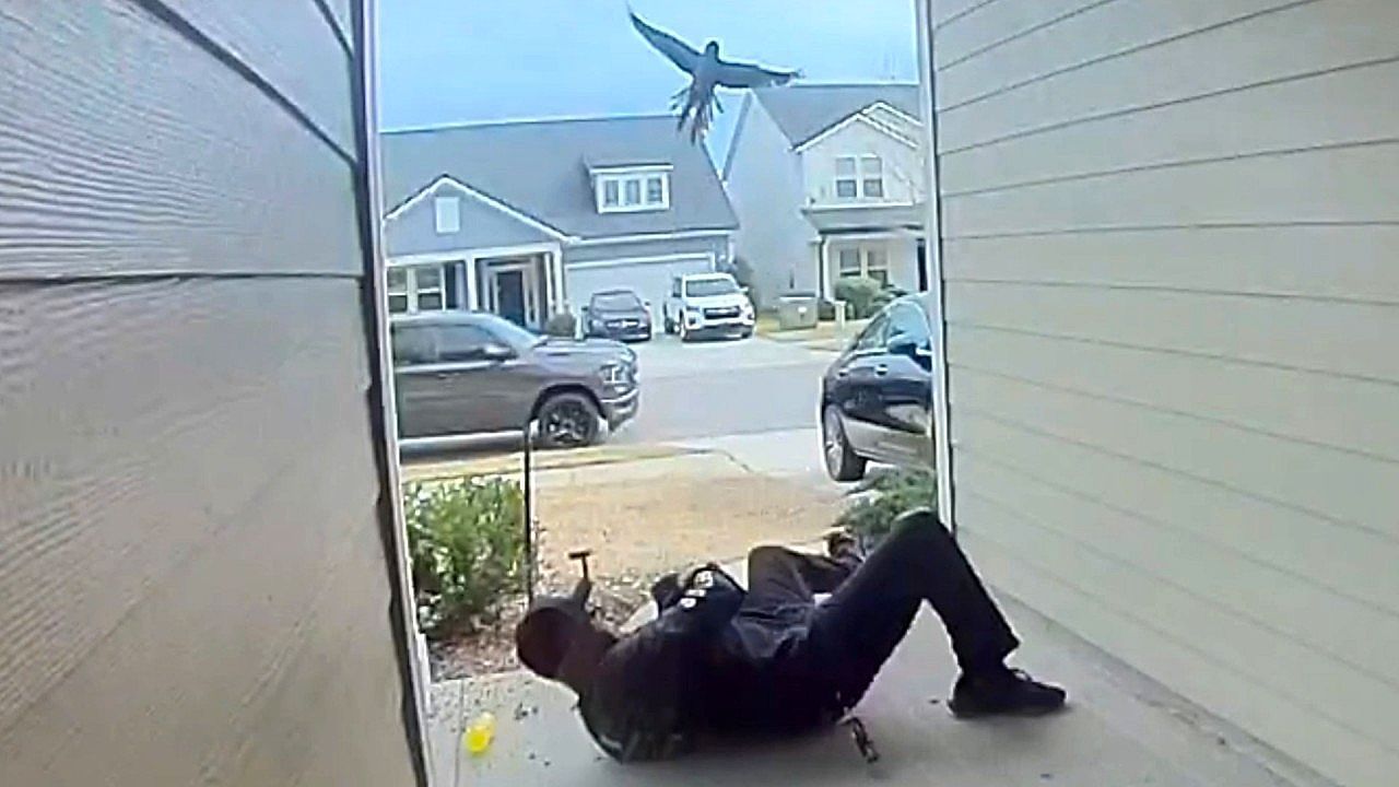 Video: Angry bird ambush startles Florida man at his front door