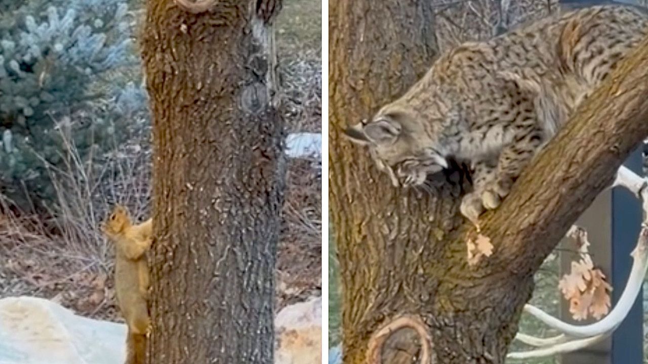 Video: Comicartige Jagd: Cleveres Eichhörnchen führt Rotluchs an der Nase herum