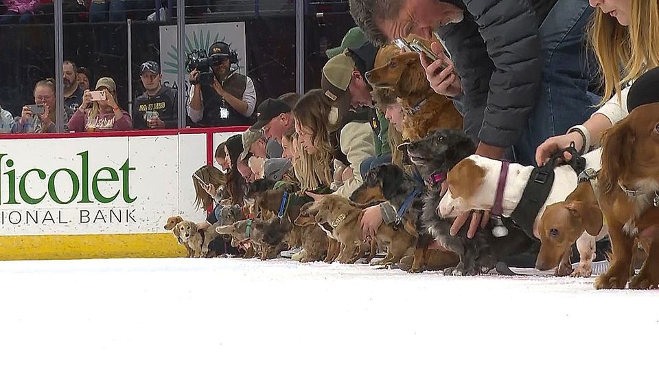 Hunde auf dem Eis: Dackelrennen für guten Zweck in Wisconsin