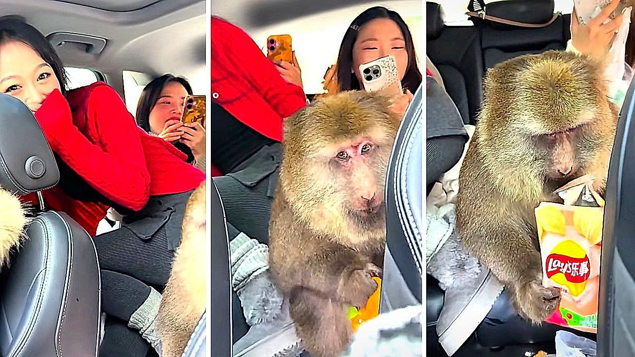 Video: Tourists' quiet drive turns into a snack raid by bold monkey in China
