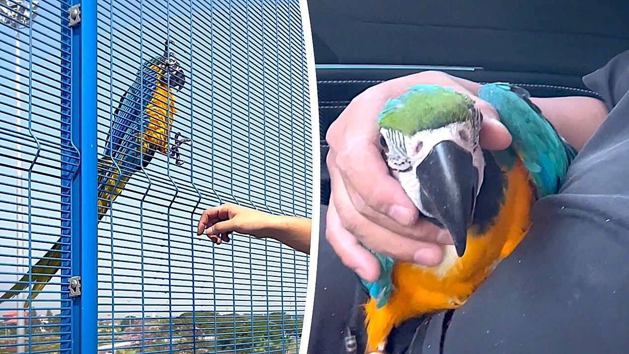 Video: Driver rescues stranded lost parrot from busy Thailand motorway